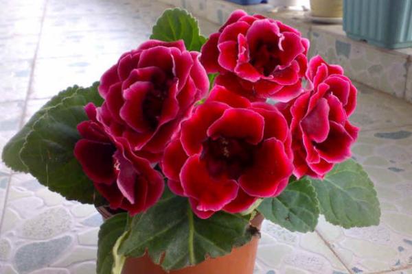 大巖桐花圖片大全 大巖桐花語及寓意