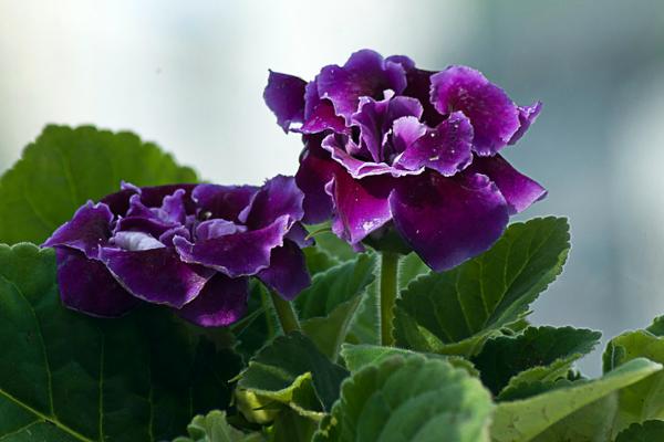 大巖桐花圖片大全 大巖桐花語及寓意