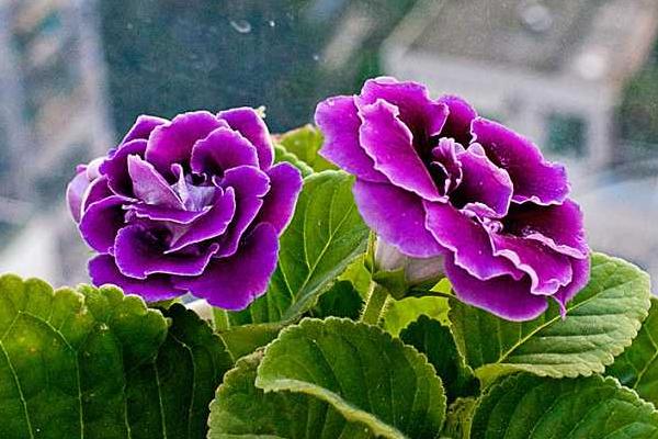 大巖桐花圖片大全 大巖桐花語及寓意