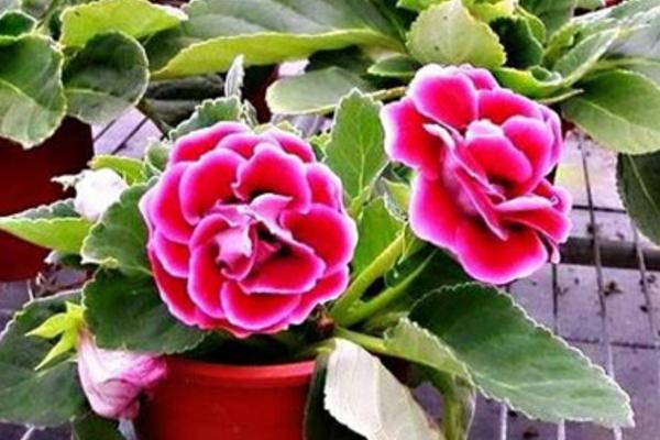 大巖桐花圖片大全 大巖桐花語及寓意