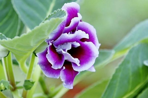 大巖桐花圖片大全 大巖桐花語及寓意