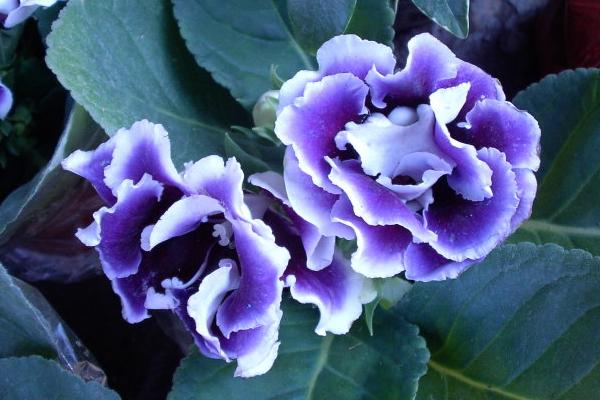 大巖桐花圖片大全 大巖桐花語及寓意