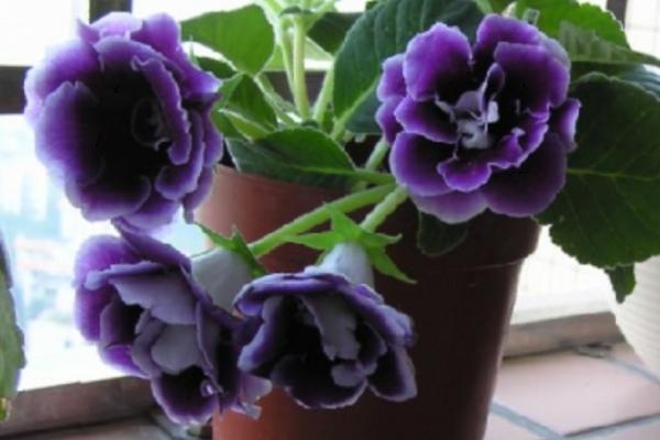 大巖桐花圖片大全 大巖桐花語及寓意