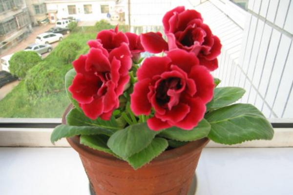 大巖桐花圖片大全 大巖桐花語及寓意