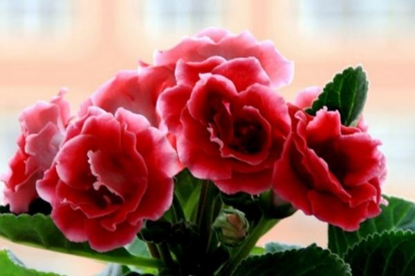 大巖桐什么時候開花（幾月） 大巖桐一年開幾次花-