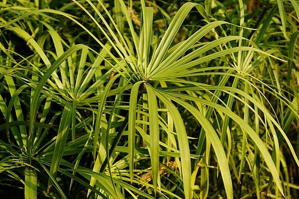 旱傘草要曬太陽么 旱傘草能放在室內(nèi)養(yǎng)嗎