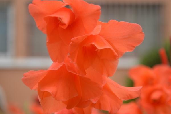 唐菖蒲怎么養 唐菖蒲養殖方法與注意事項