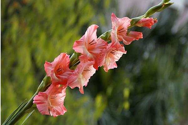 唐菖蒲怎么養 唐菖蒲養殖方法與注意事項