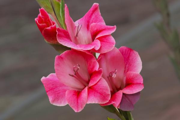 唐菖蒲怎么養 唐菖蒲養殖方法與注意事項