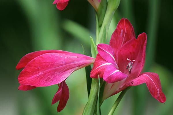 唐菖蒲怎么養 唐菖蒲養殖方法與注意事項