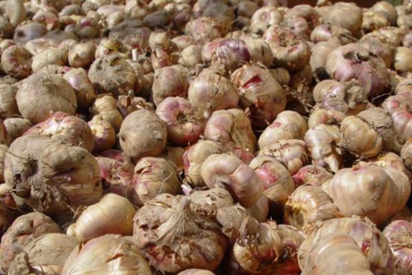 唐菖蒲怎么養 唐菖蒲養殖方法與注意事項