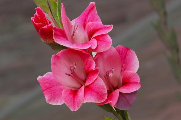 唐菖蒲什么時候開花（幾月） 唐菖蒲怎么澆水施肥