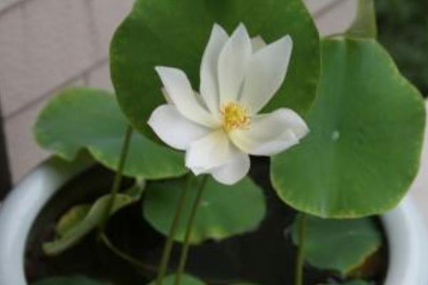 碗蓮和睡蓮的區別是什么 睡蓮和碗蓮哪個好養