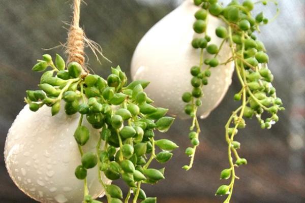 珍珠吊蘭圖片大全（含開花） 珍珠吊蘭怎樣扦插繁殖