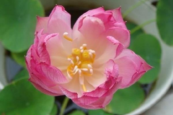 碗蓮可以不用泥嗎 碗蓮什么時候入泥