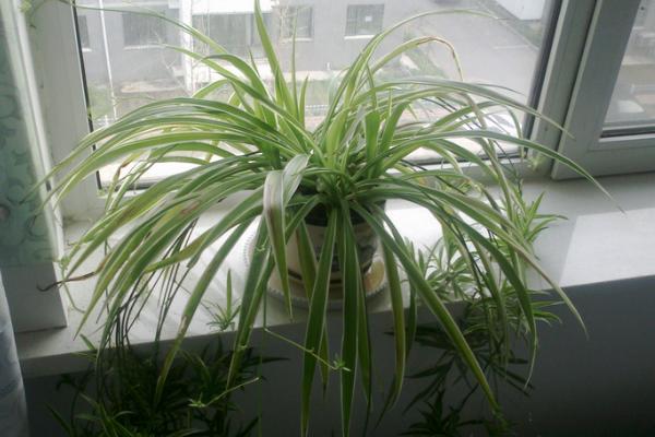 水培吊蘭葉子發黃怎么辦 水培吊蘭怎么換水