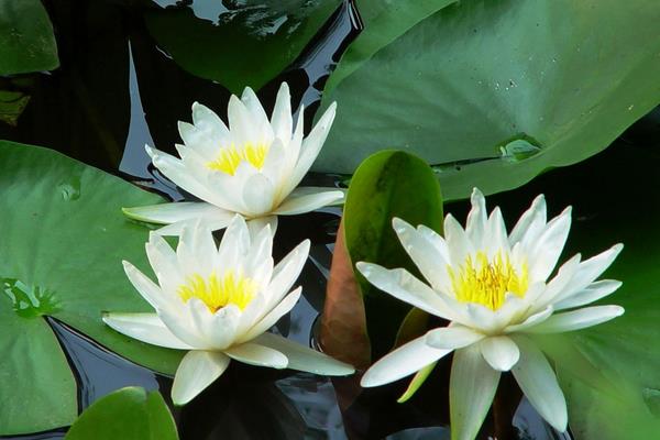 睡蓮葉子變黃發(fā)黑怎么辦 睡蓮怎么換水