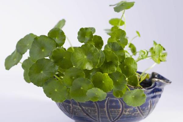 銅錢草怎么養茂盛 銅錢草養殖方法與注意事項