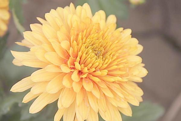 菊花簡筆畫怎么畫（圖解步驟） 菊花折紙步驟圖解