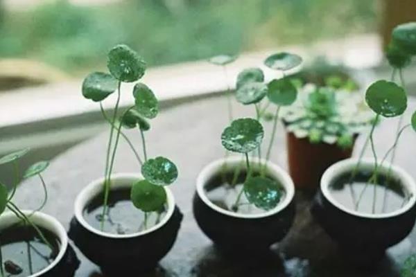 銅錢草圖片大全 銅錢草長什么樣 銅錢草花語及寓意