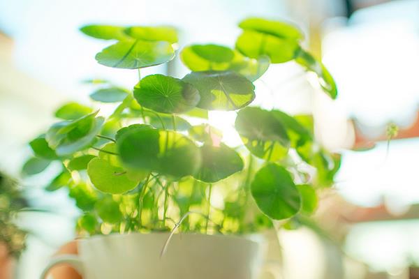 銅錢草圖片大全 銅錢草長什么樣 銅錢草花語及寓意