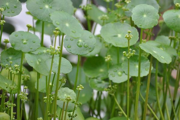 銅錢草圖片大全 銅錢草長什么樣 銅錢草花語及寓意