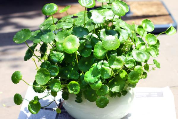 銅錢草圖片大全 銅錢草長什么樣 銅錢草花語及寓意