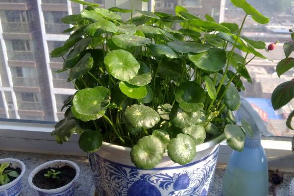 銅錢草圖片大全 銅錢草長什么樣 銅錢草花語及寓意