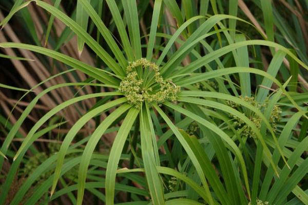 旱傘草要曬太陽么 旱傘草能放在室內(nèi)養(yǎng)嗎
