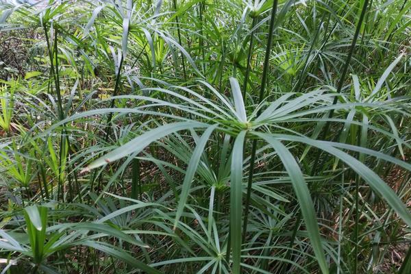旱傘草要曬太陽么 旱傘草能放在室內(nèi)養(yǎng)嗎