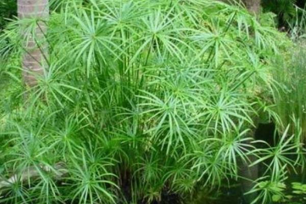 旱傘草要曬太陽么 旱傘草能放在室內(nèi)養(yǎng)嗎