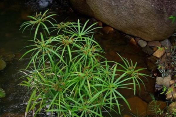 旱傘草要曬太陽么 旱傘草能放在室內(nèi)養(yǎng)嗎