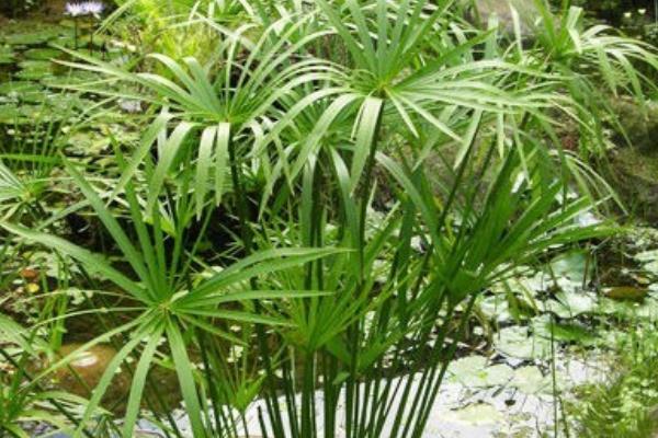 旱傘草要曬太陽么 旱傘草能放在室內(nèi)養(yǎng)嗎