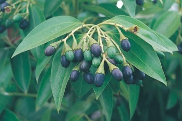 肉桂樹怎么養 肉桂樹養殖方法與注意事項