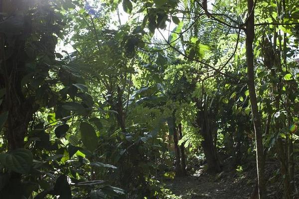 肉桂樹怎么養 肉桂樹養殖方法與注意事項