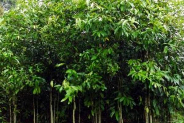 肉桂樹怎么養 肉桂樹養殖方法與注意事項