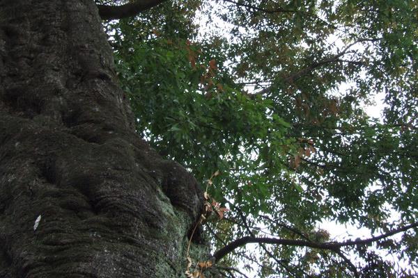 肉桂樹怎么養 肉桂樹養殖方法與注意事項