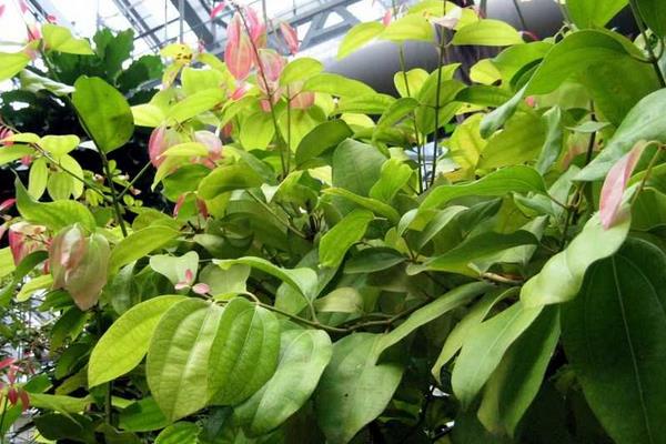 肉桂樹怎么養 肉桂樹養殖方法與注意事項