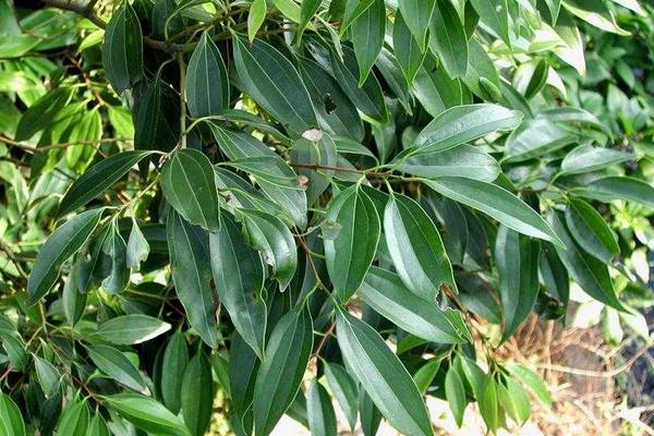 肉桂樹怎么養 肉桂樹養殖方法與注意事項