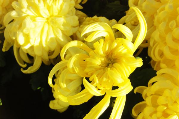 盆栽菊花怎么澆水（多久澆一次） 如何延長菊花的花期