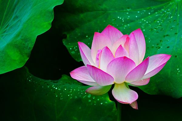 荷花圖片大全 荷花像什么 荷花花語(yǔ)及寓意