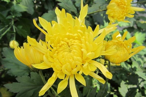 菊花什么時候開 菊花花期是幾月