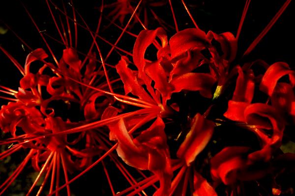 彼岸花的折法（圖解步驟） 彼岸花怎么畫