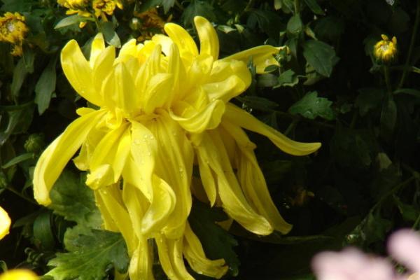 菊花什么時候開 菊花花期是幾月