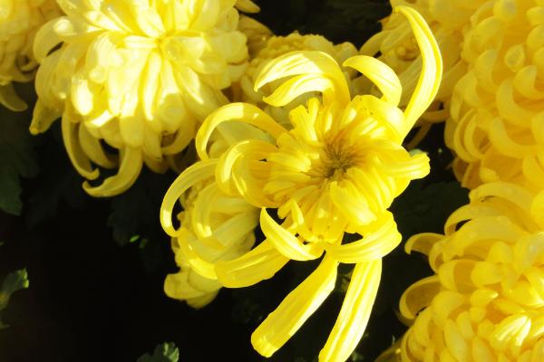 菊花什么時候開 菊花花期是幾月