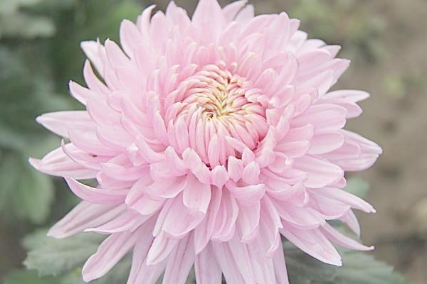 菊花什么時候開 菊花花期是幾月