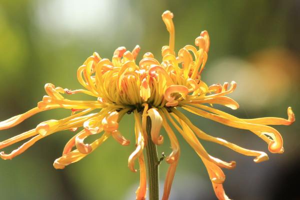 菊花什么時候開 菊花花期是幾月
