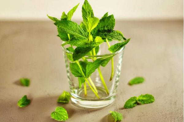 薄荷怎么吃 薄荷泡水功效與作用