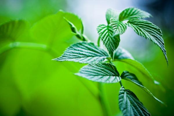 假薄荷和真薄荷的區別是什么 薄荷怎么澆水