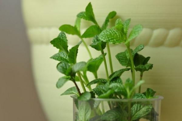 薄荷雞蛋湯功效與作用 薄荷雞蛋湯怎么做簡單又好吃